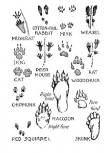 Drawings of animal tracks